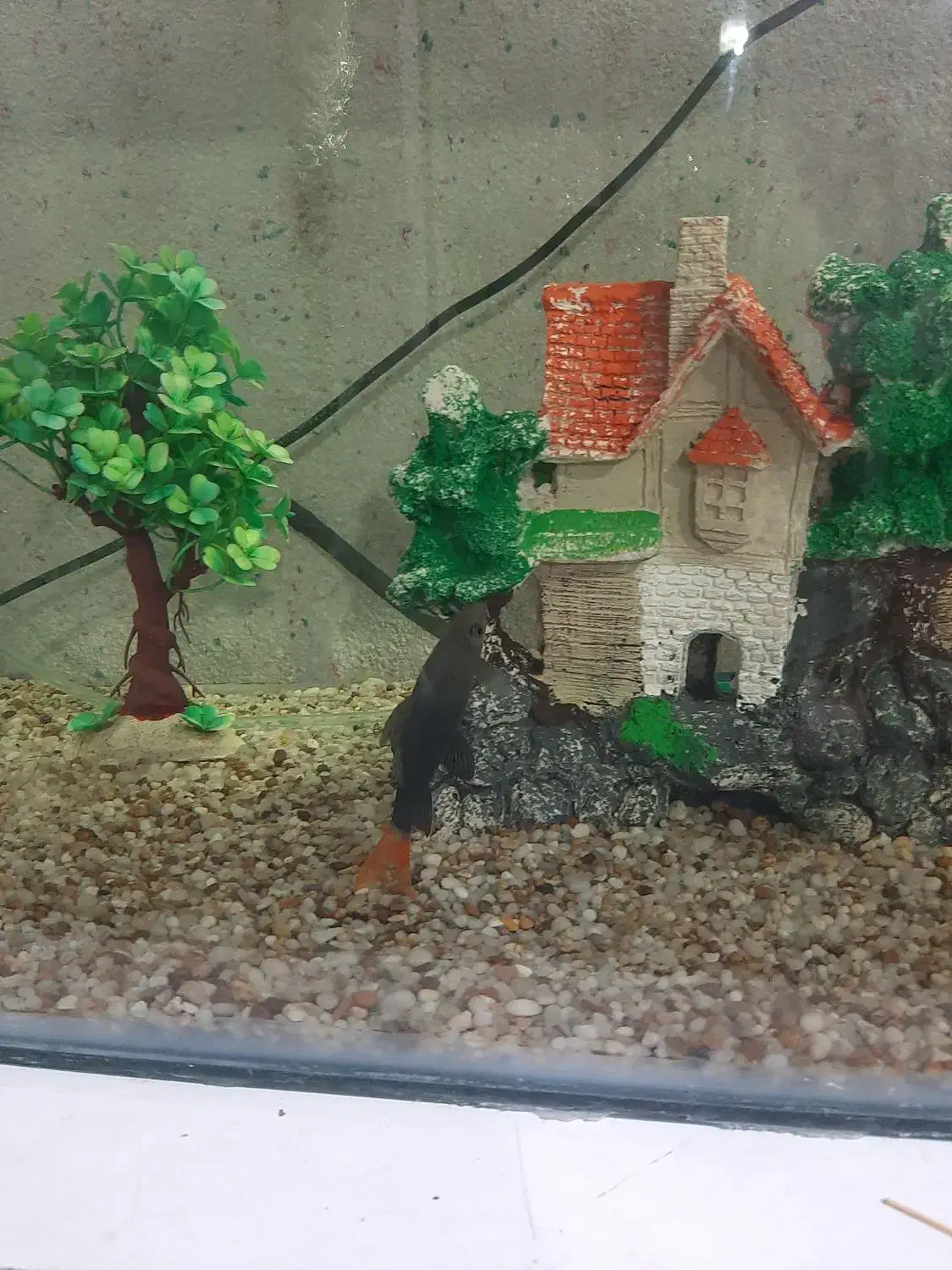 اکواریوم|ماهی|ایلام, |دیوار