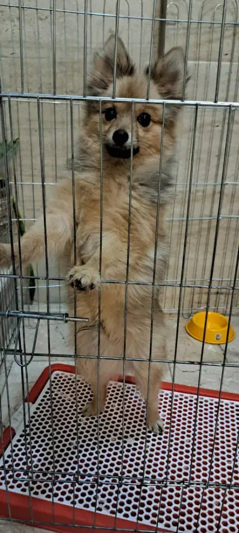 توله سگ پامرانین|سگ|تهران, مختاری|دیوار