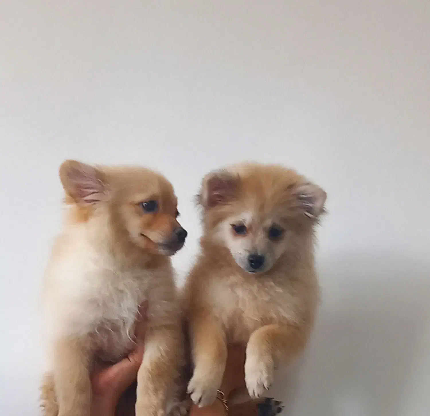 سگ نرپامرین اصل|سگ|اصفهان, شهرک کاوه|دیوار