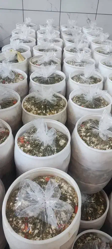 ترشیجات خانگی فقط عمده|خوردنی و آشامیدنی|باسمنج, |دیوار