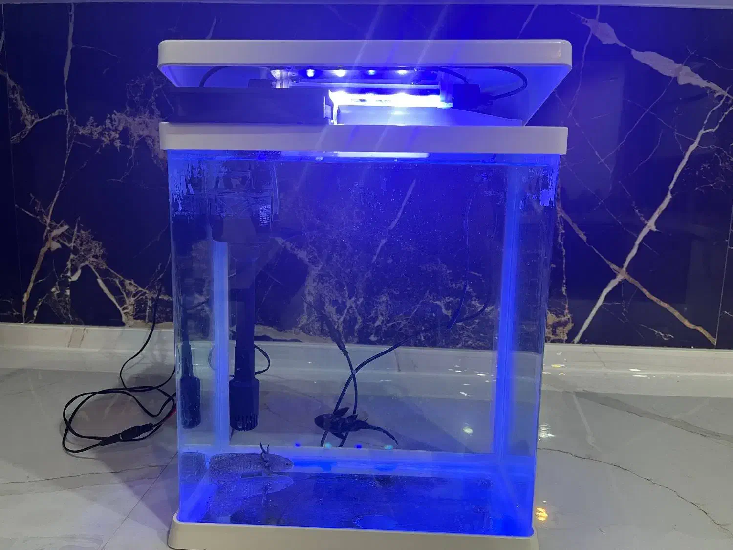 آکواریوم|ماهی|یزد, |دیوار