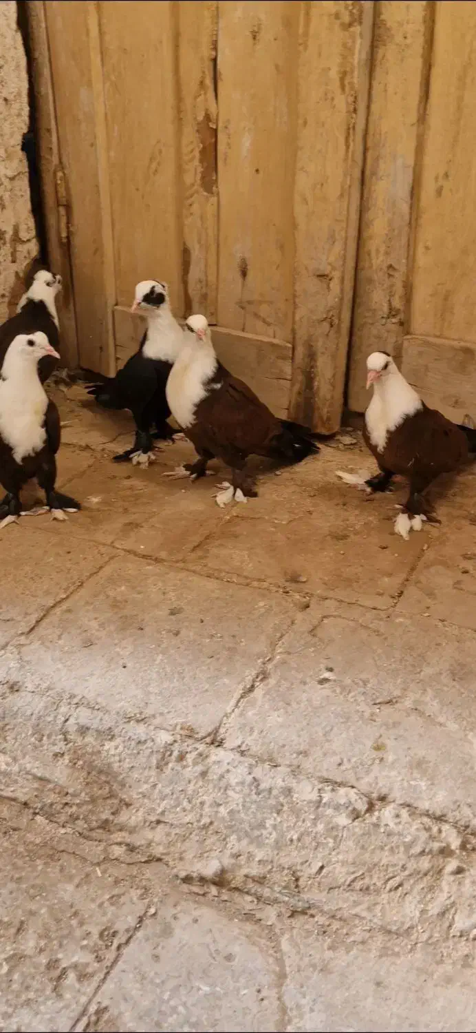 کبوترکربلایی مخمل|پرنده|زارچ, |دیوار