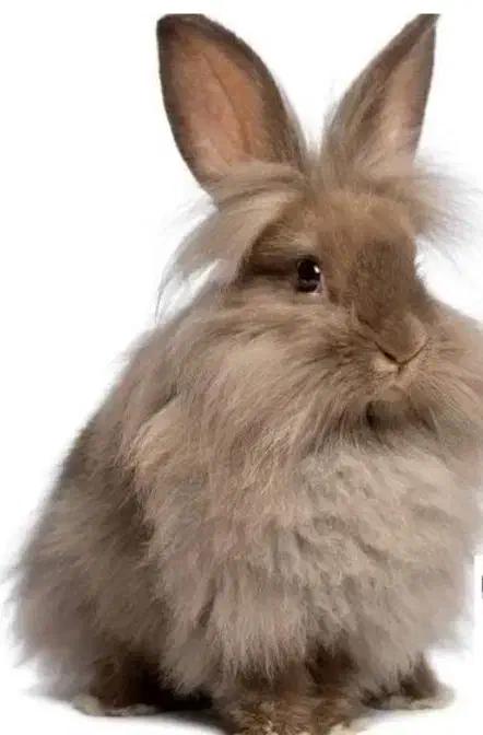 خرگوش|موش و خرگوش|کیار, |دیوار