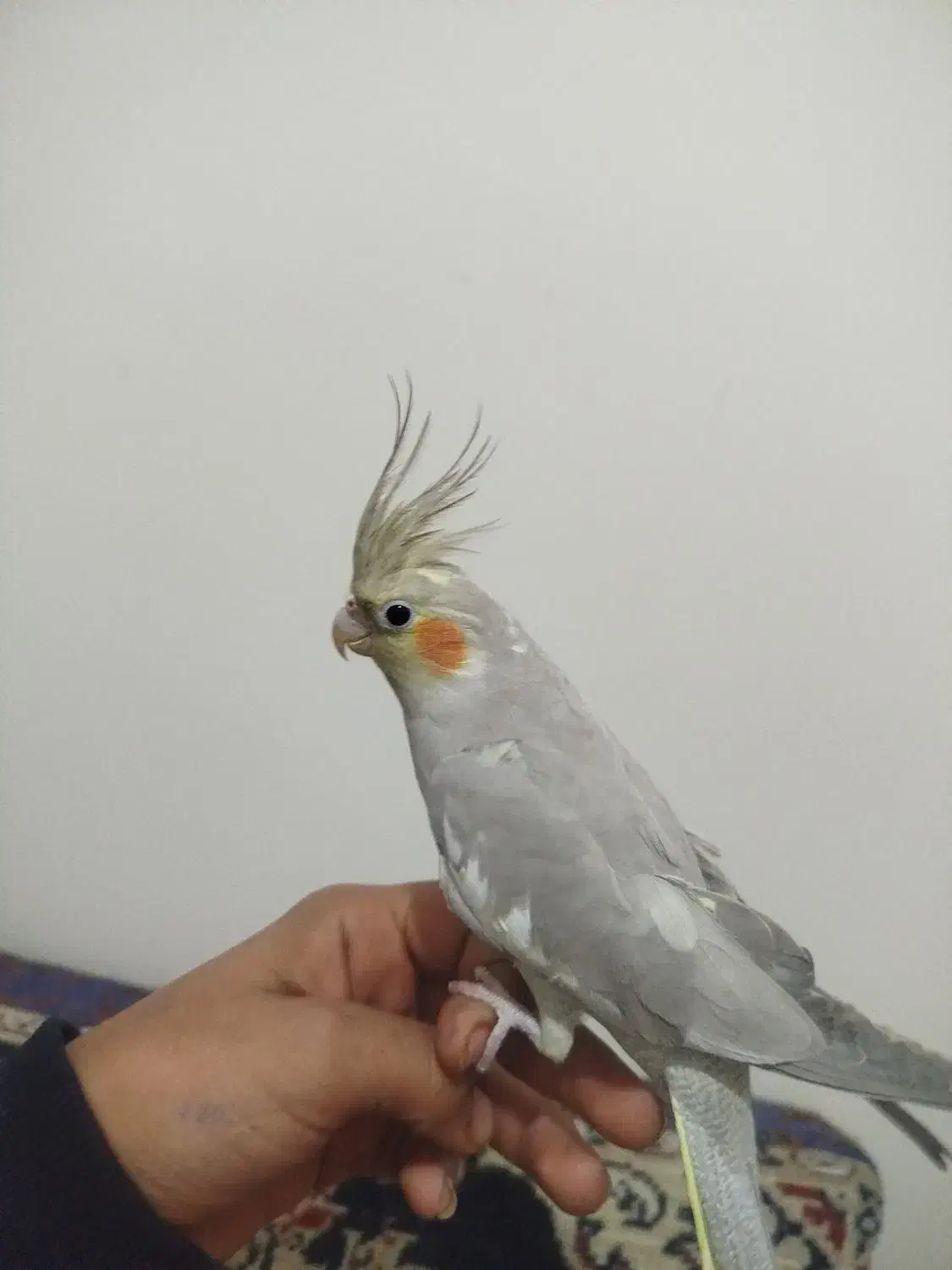 عروس سالم|پرنده|ملایر, |دیوار