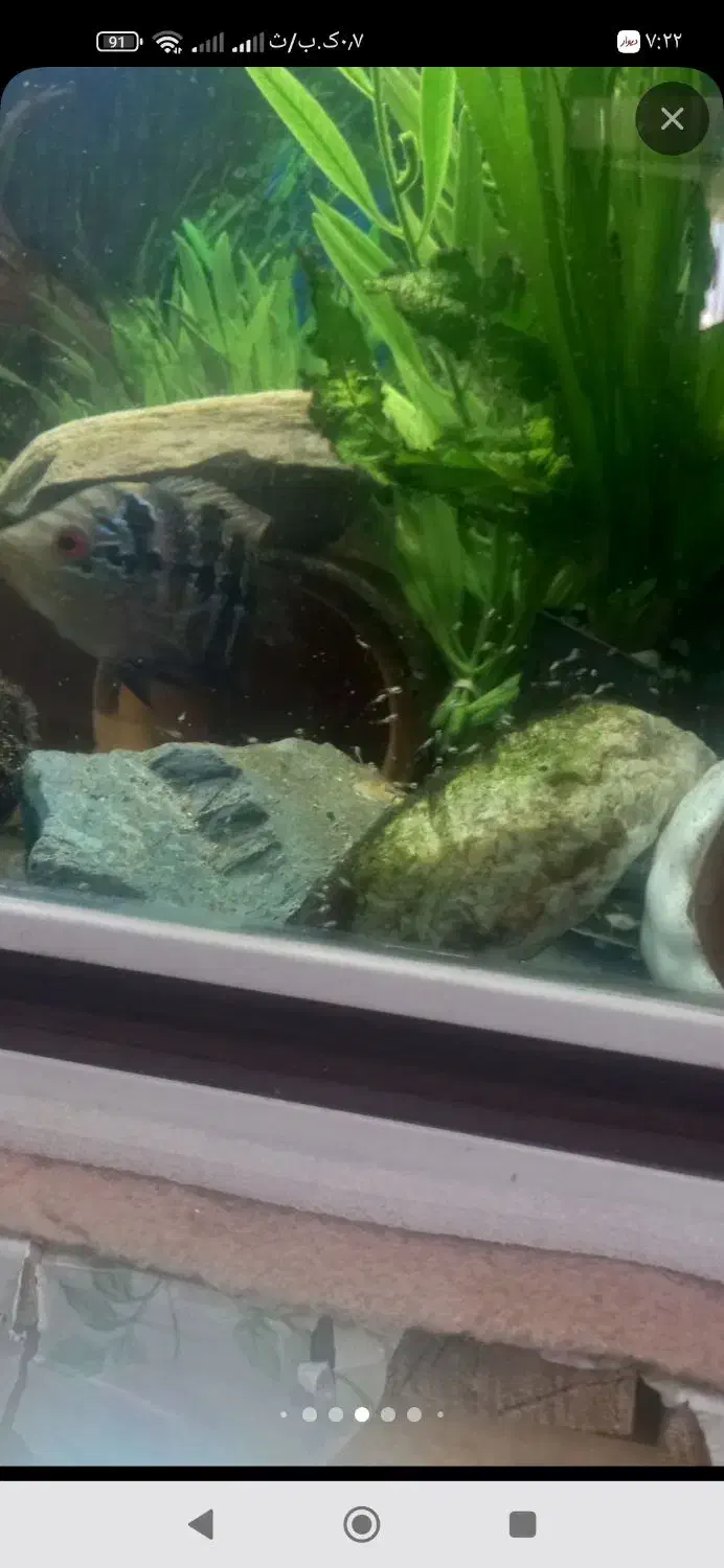 دوعدد ماهی فلاور ماده|ماهی|ارومیه, |دیوار