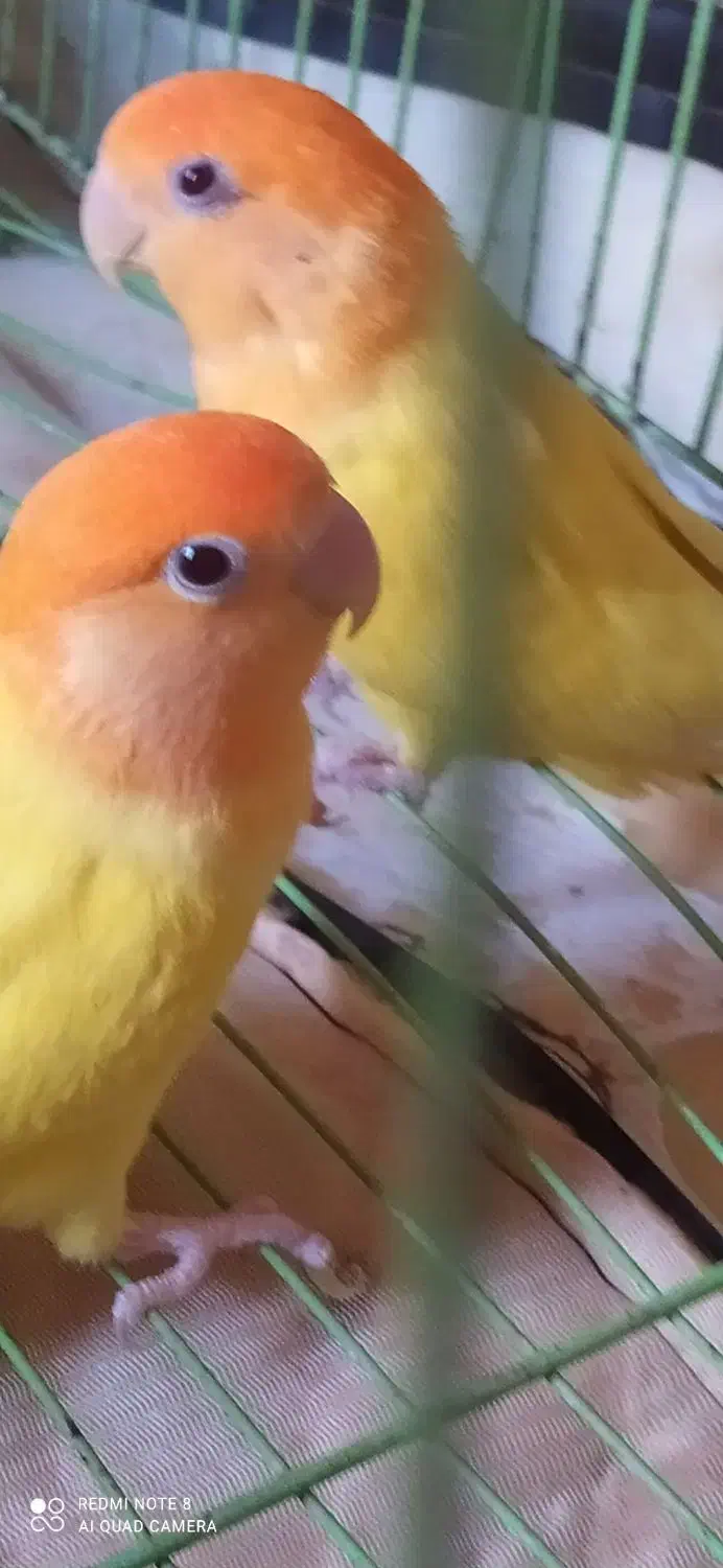 طوطی برزیلی کله نارنجی معامله با کبوتر خورموج|پرنده|خورموج, |دیوار