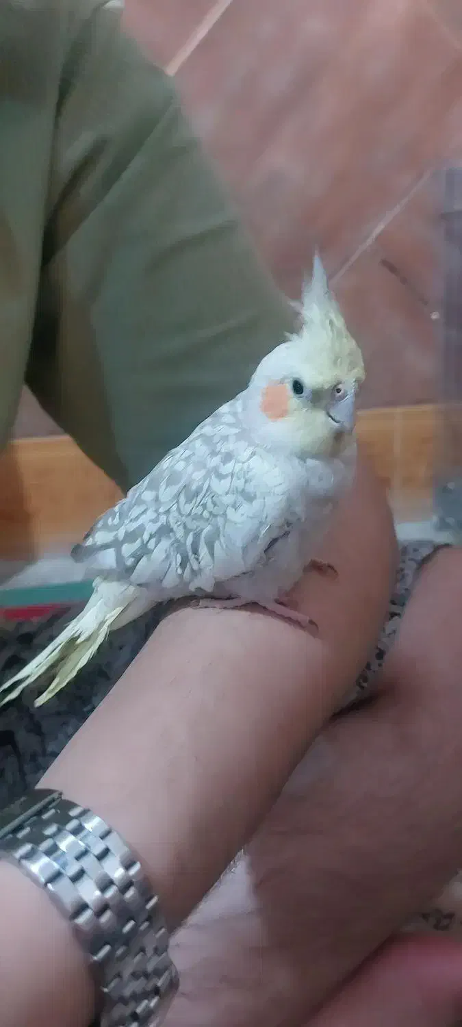 عروس هلندی شیطون قیمت توافقی|پرنده|لنده, |دیوار