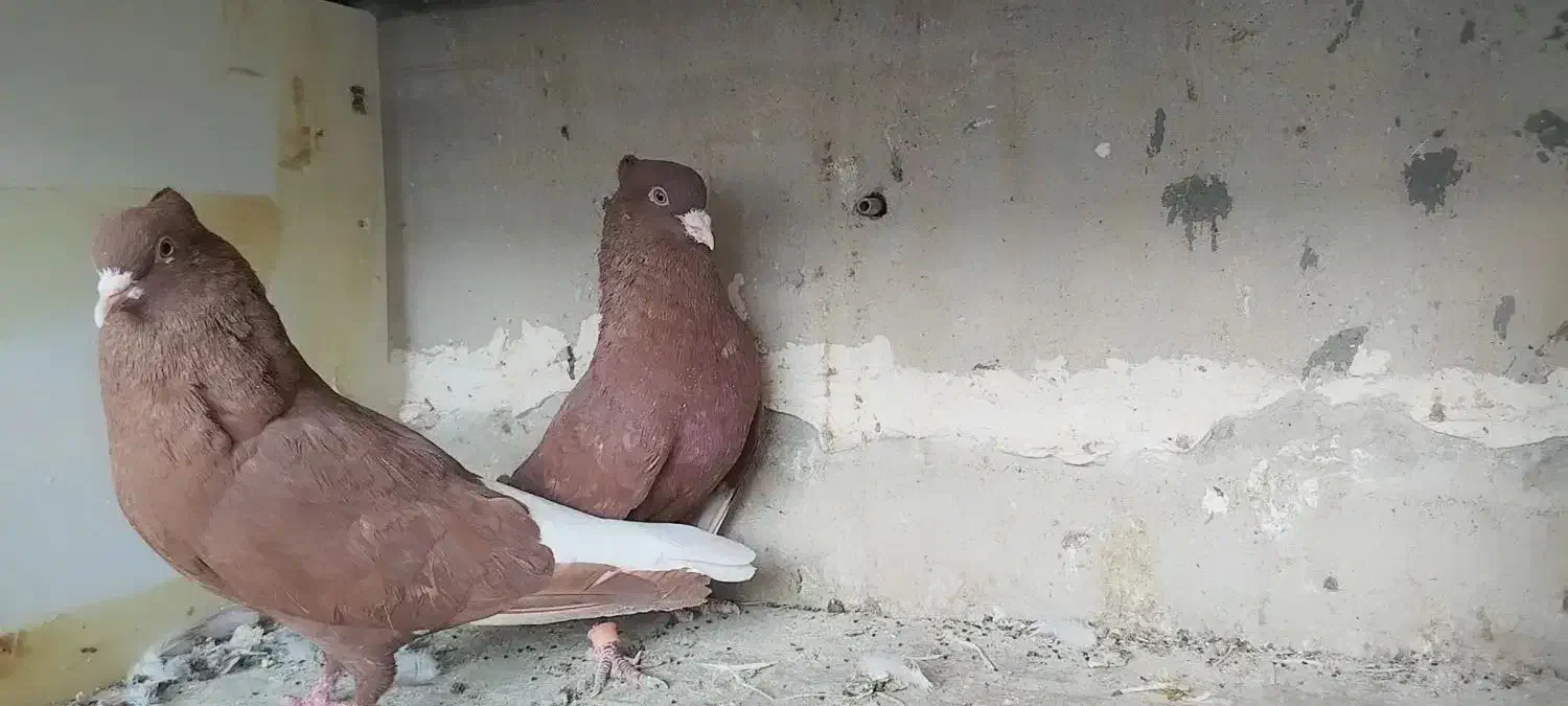 سرخ تخت دم سفید|پرنده|شاهین‌شهر, شهرک گلدیس|دیوار