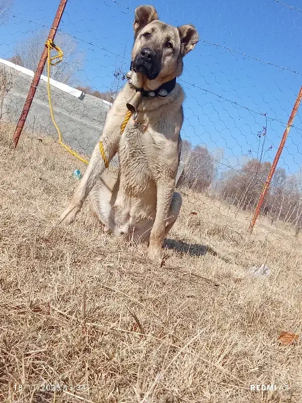 توله سرابی خالس|سگ|شاهرود (اردبیل), |دیوار