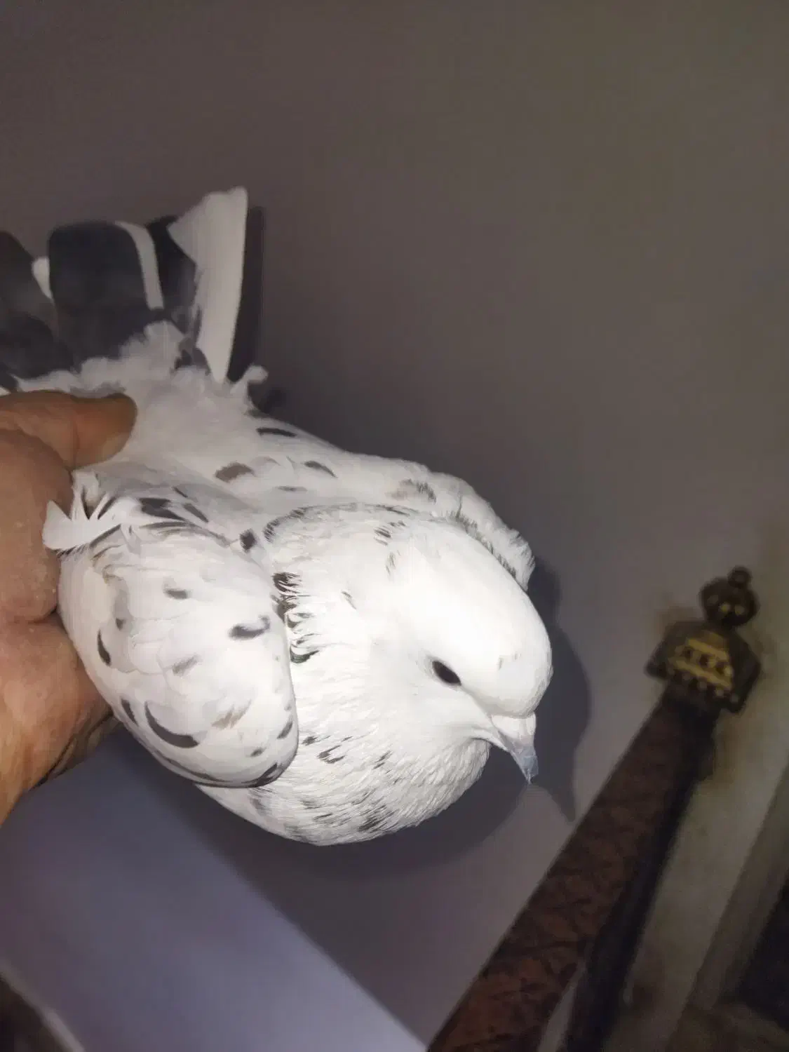 نروماده پرشی باهم500|پرنده|ابهر, |دیوار