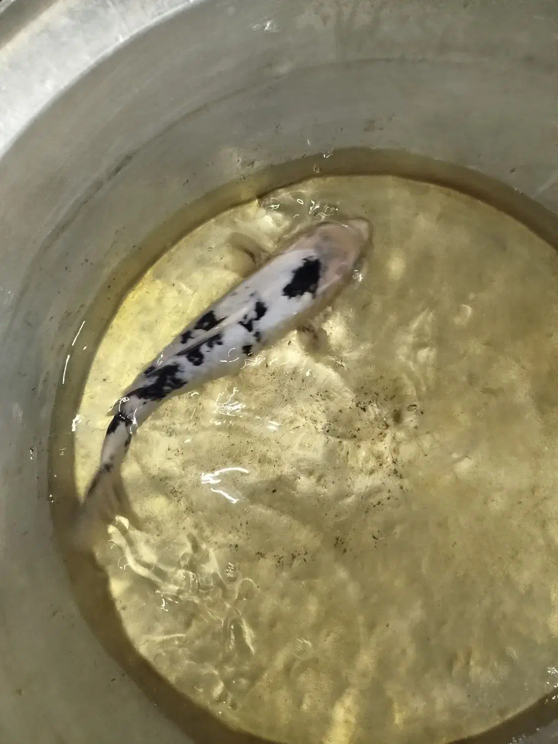 ماهی کوی|ماهی|سبزوار, هویزه|دیوار