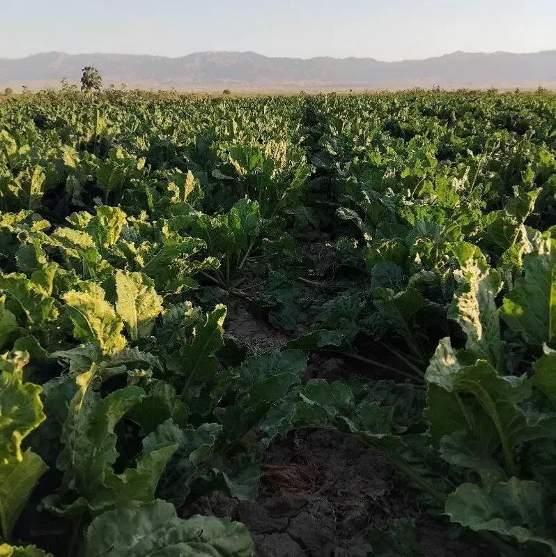 چغندر  فروشی|عمده‌فروشی|نصر آباد, |دیوار