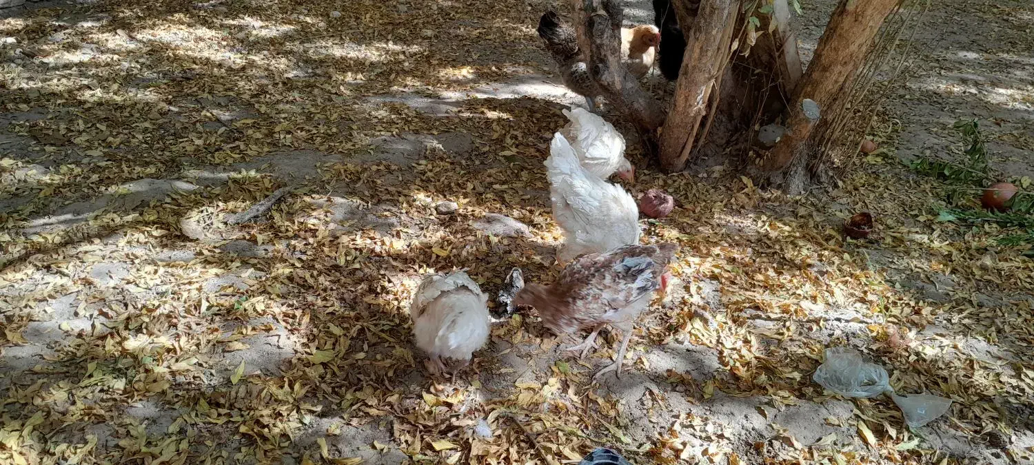 مرغ و خروس و مرغ کرچ آماده جوجه کشی|حیوانات مزرعه|یزد, |دیوار