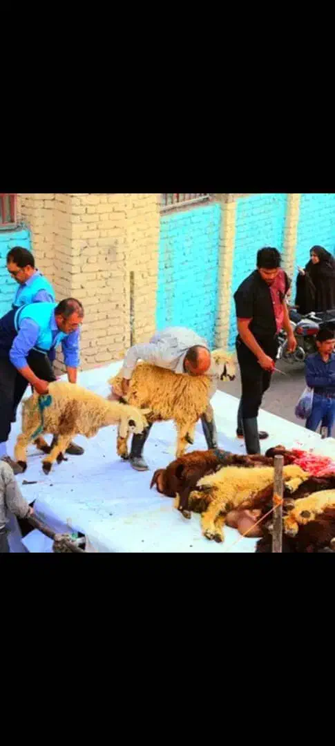گوسفند زنده عقیقه قربانی تعاونی50%زیرقیمت|حیوانات مزرعه|مشهد, عبادی|دیوار