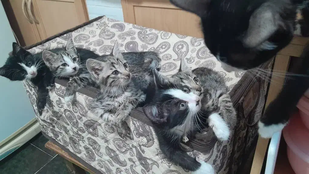 فروش بچه گربه خانگی|گربه|مرند, |دیوار