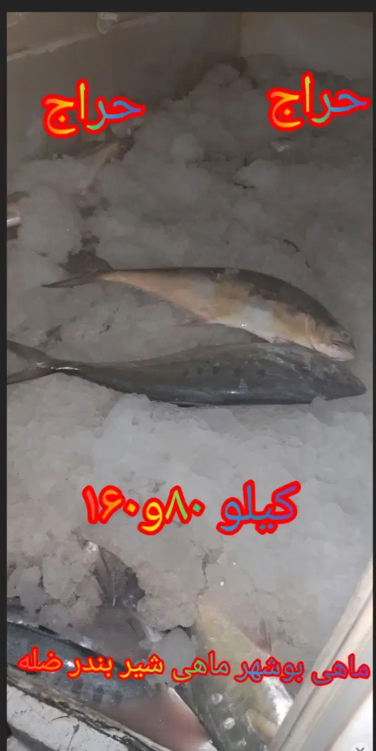 حراج حراج ماهی دریا|ماهی|دوگنبدان, |دیوار