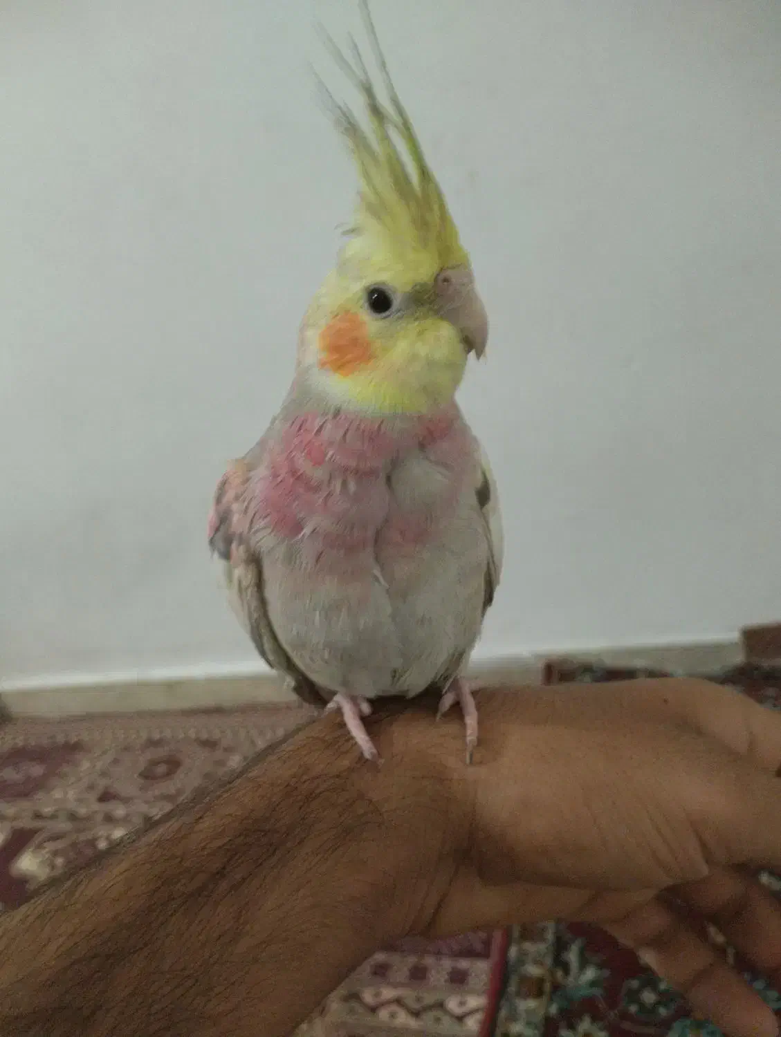 عروس هلندی گم شده|اشیا|سمنان, |دیوار