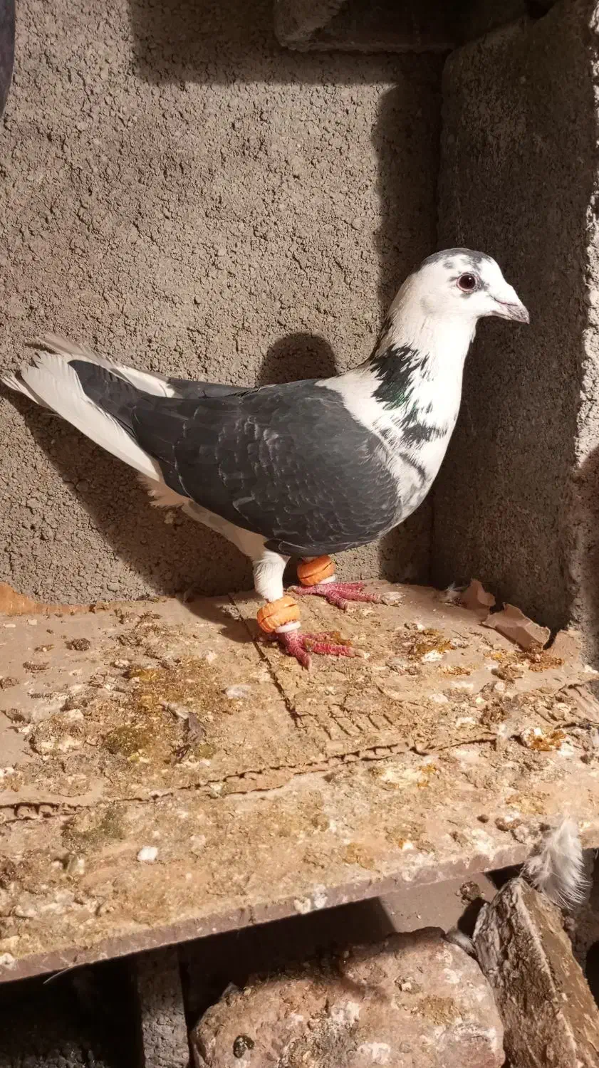 کبوتر|حیوانات|شیروان (خراسان), |دیوار