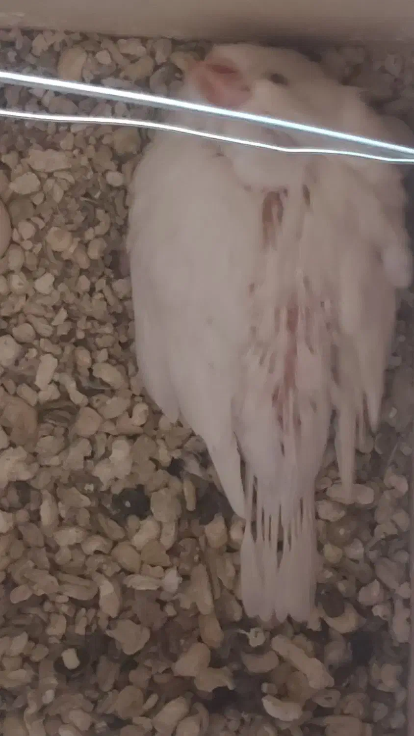 عروس هلندی|پرنده|لار, |دیوار