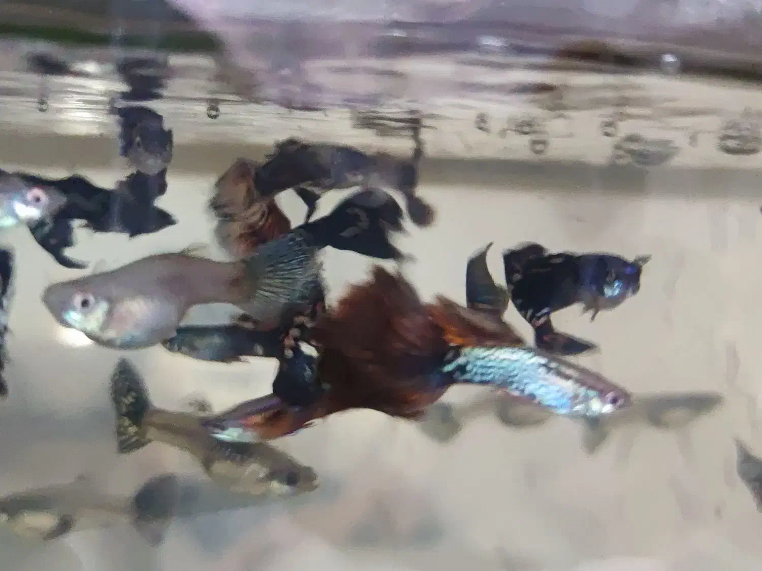 ماهی گوپی مولد نژاد اصلاحی تایگر و بلک|ماهی|مشهد, بهارستان|دیوار