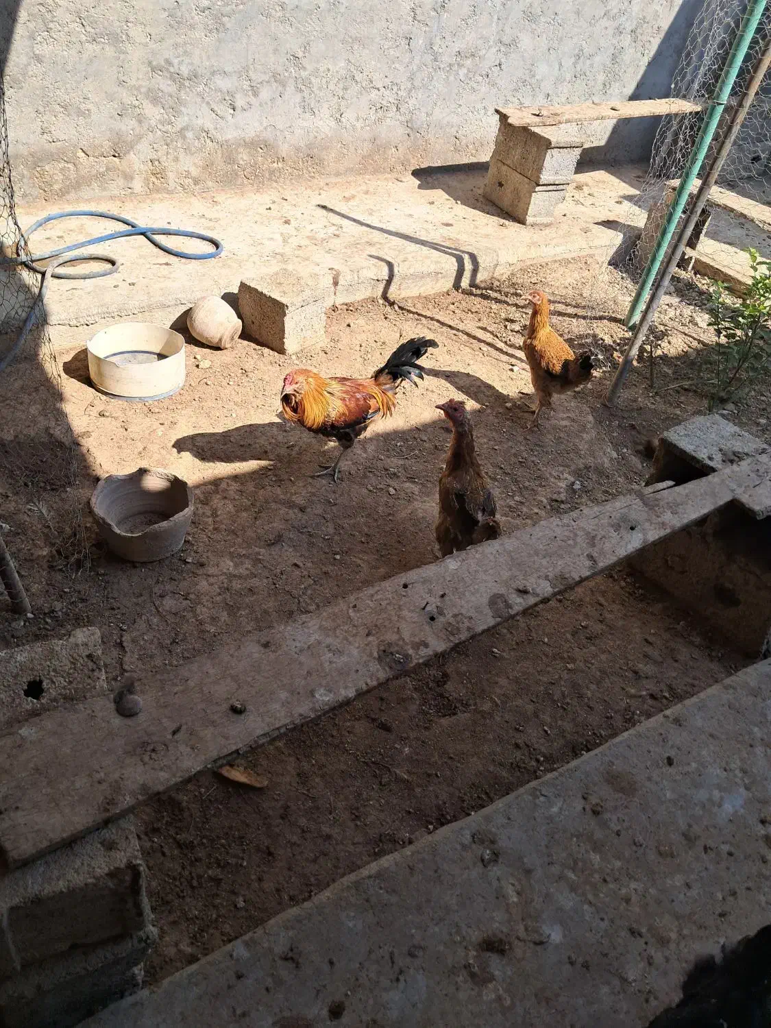 فروش خروس محلی|حیوانات مزرعه|لامرد, |دیوار