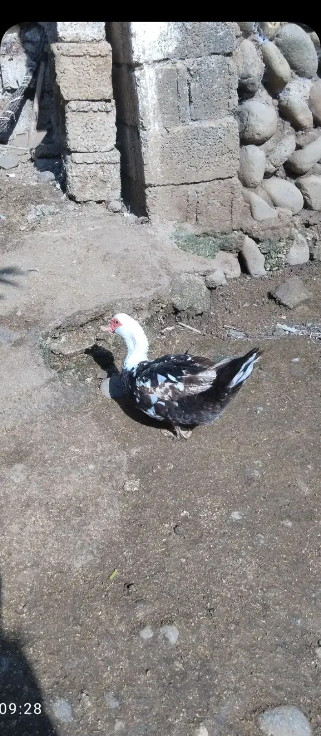 فروش اردک اسرائیلی نروماده|حیوانات مزرعه|املش, |دیوار