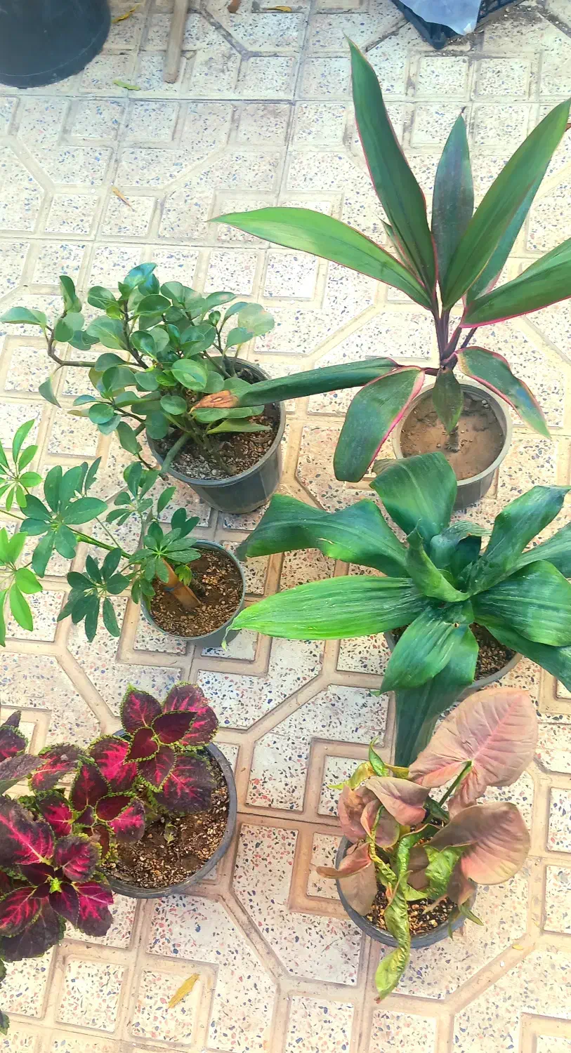 گل طبیعی|گل و گیاه طبیعی|اهر, |دیوار