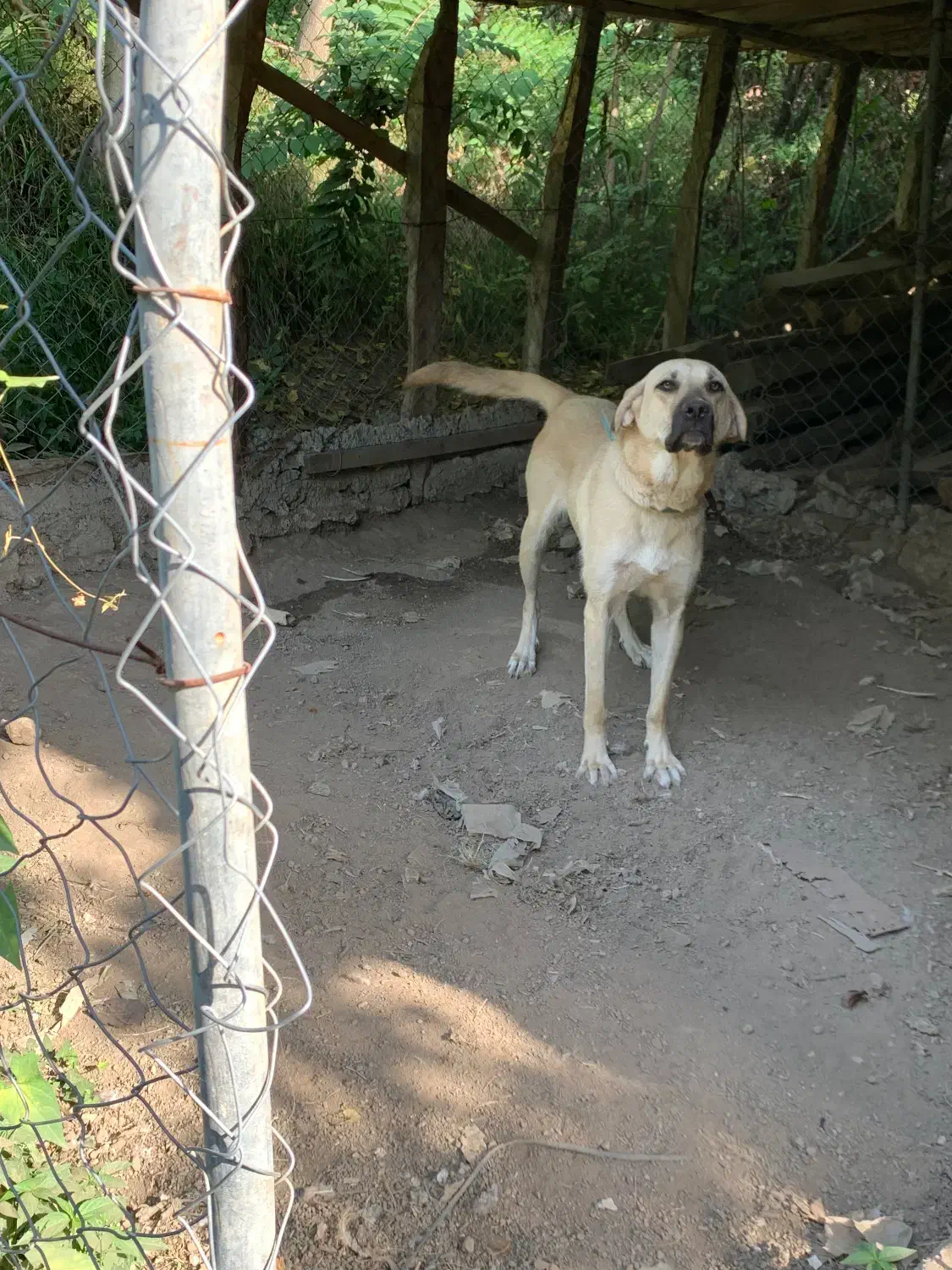 ماده پژدر اصیل|سگ|لیسار, |دیوار