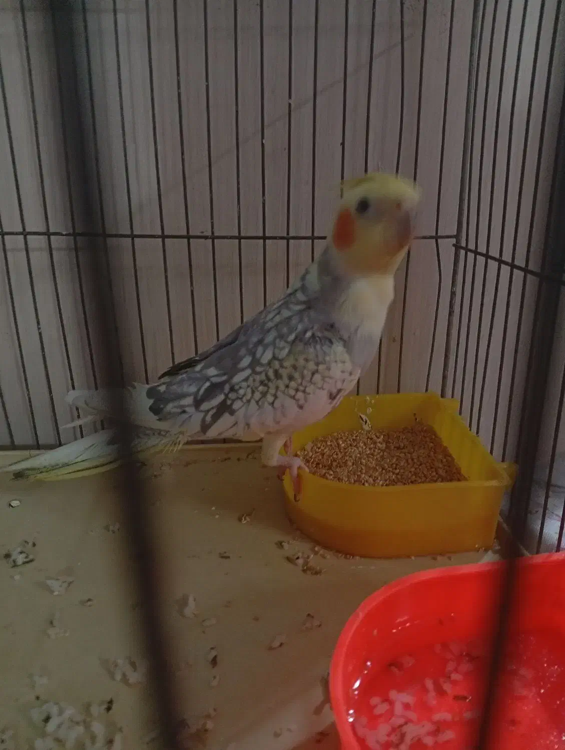 عروس هلندی|پرنده|اسلام‌شهر, مسکن مهر اسلاشهر (شهرک امام خمینی)|دیوار