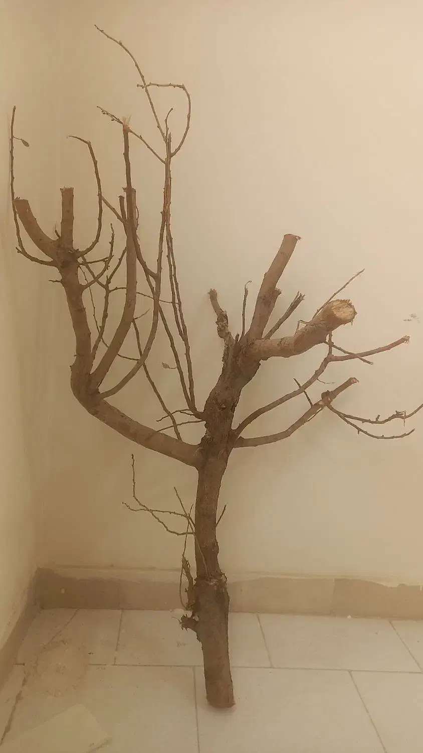 شاخه درخت بادام|لوازم جانبی حیوانات|محمدشهر, محمدشهر|دیوار