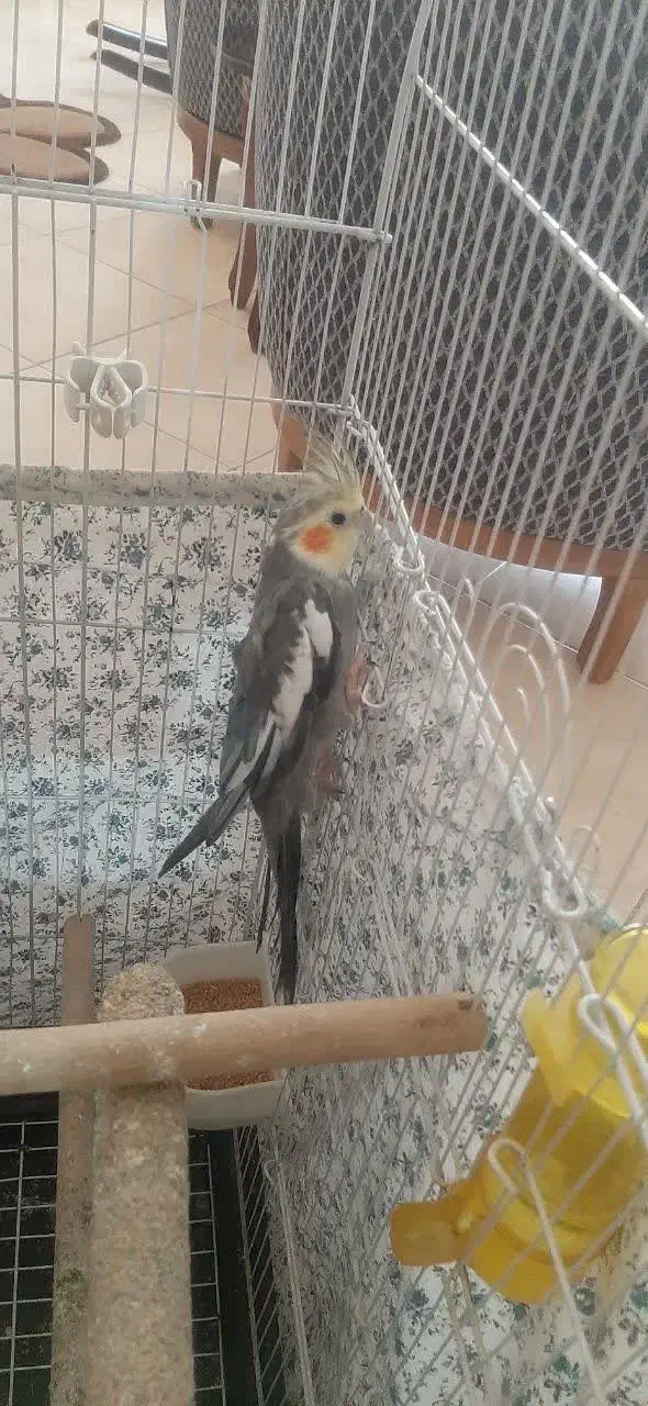 عروس هلندی|پرنده|کرج, شهرک شیخ سعدی|دیوار