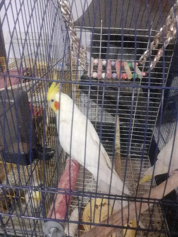 فروش عروس هلندی نرو ماده بالغ ۳ باری جوجه گرفتم|پرنده|چالوس, |دیوار