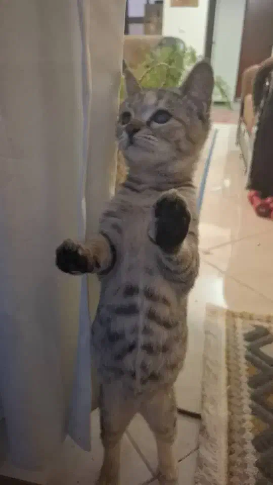 واگذاری بچه گربه|گربه|اصفهان, جلالیه|دیوار