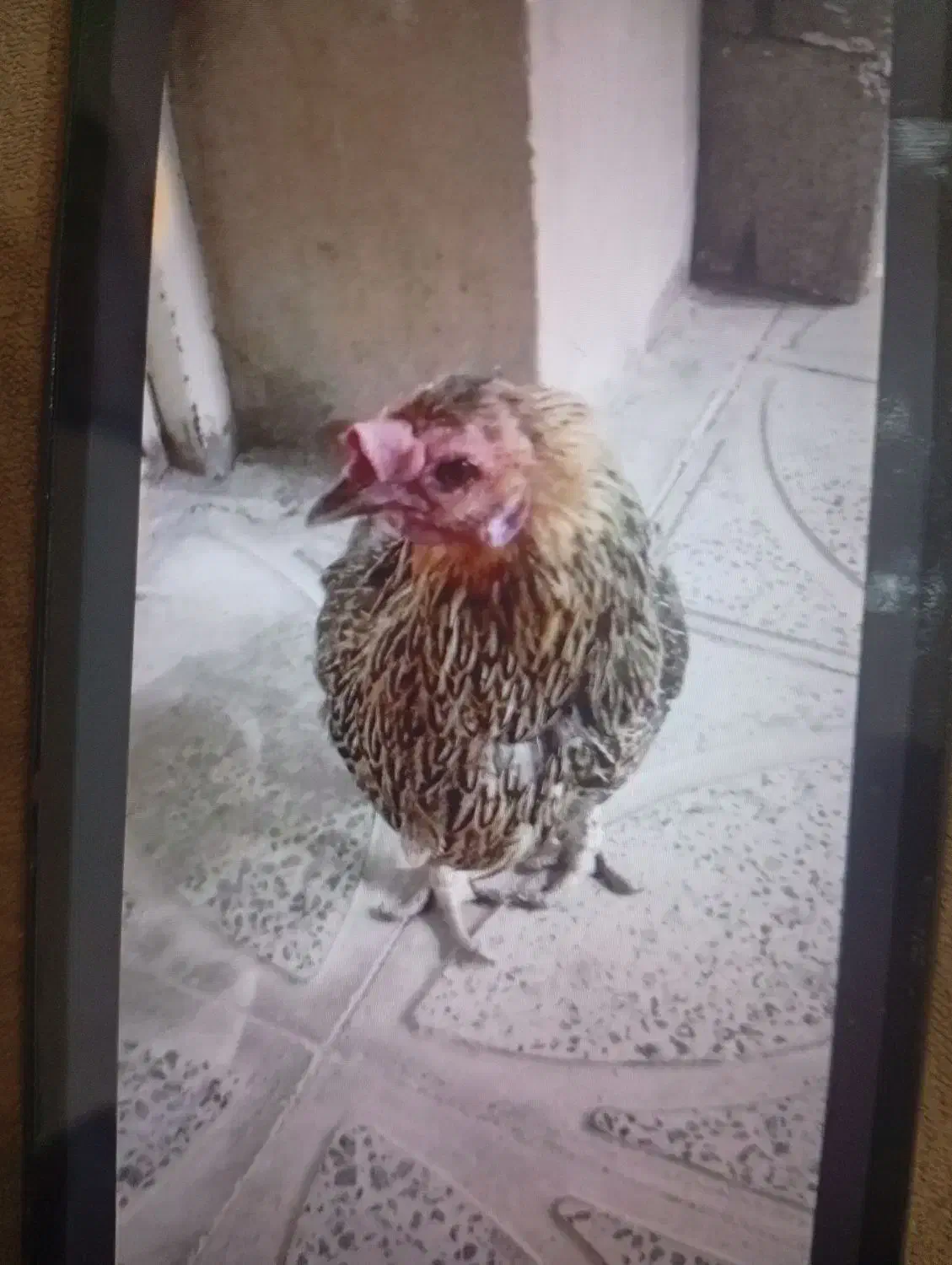 مرغ بومی|حیوانات مزرعه|جونقان, |دیوار