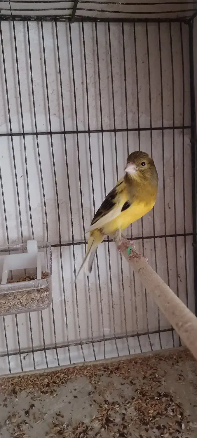 قناری نر ابلغ قدار|پرنده|اردبیل, |دیوار