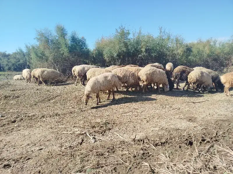 گوسفند|حیوانات مزرعه|اصلاندوز, |دیوار