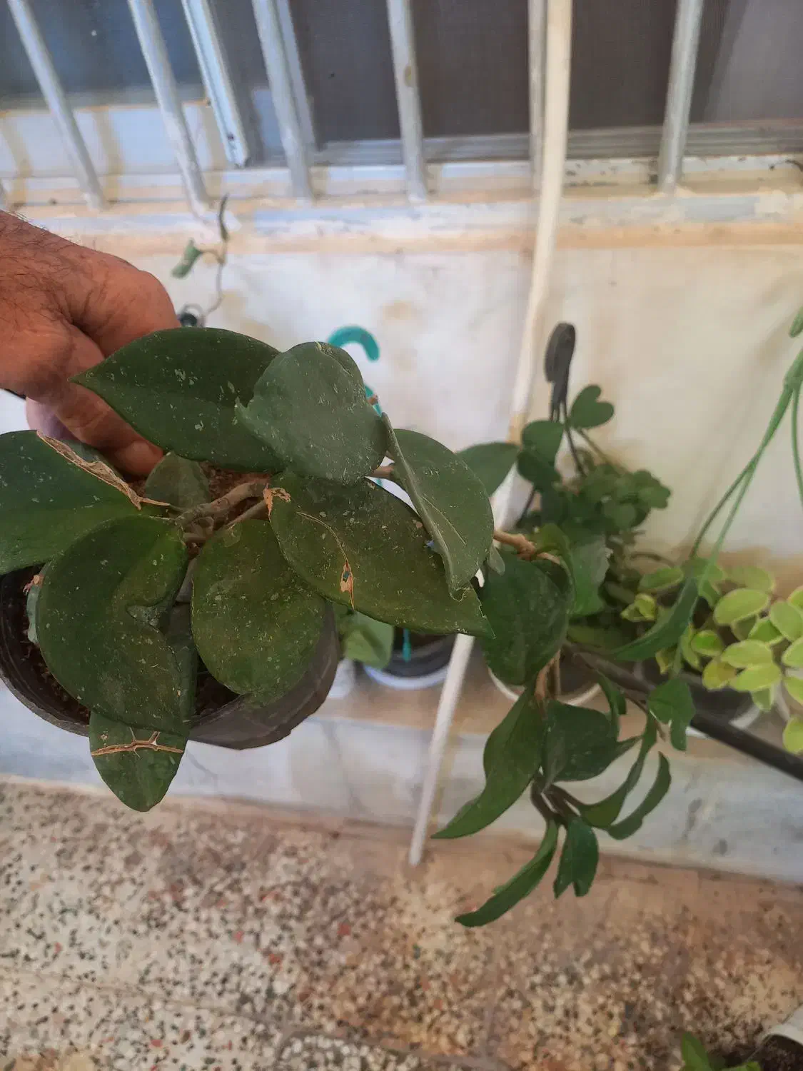 فروش انواع گلهای آپارتمانی‌وهویا|گل و گیاه طبیعی|قشم, |دیوار