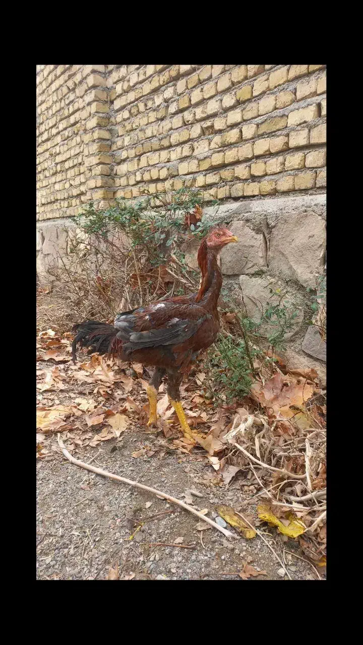 مرغ آمریکایی و تخم نطفه دار و جوجه لاری و ارولوف|حیوانات مزرعه|مشهد, سجاد شهر|دیوار