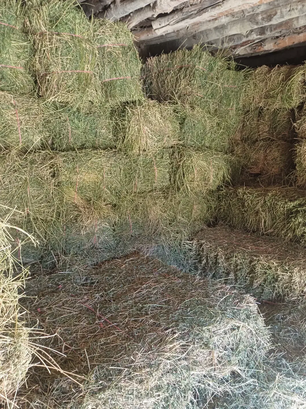 یونجه|لوازم جانبی حیوانات|باجگیران, |دیوار