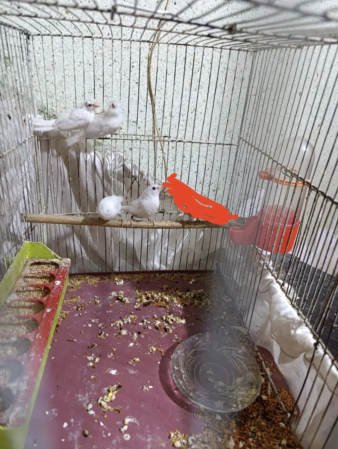 معاوضه چهارتا فنچ بنگال نر سفید باماده بنگال|پرنده|کارون, |دیوار