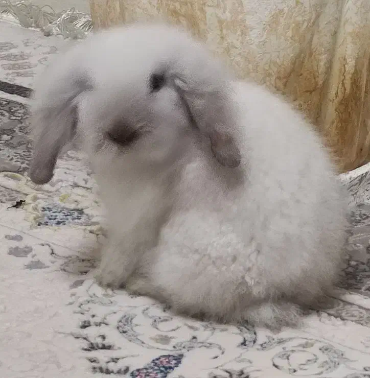 خرگوش لوپ|موش و خرگوش|پرند, فاز ۳|دیوار