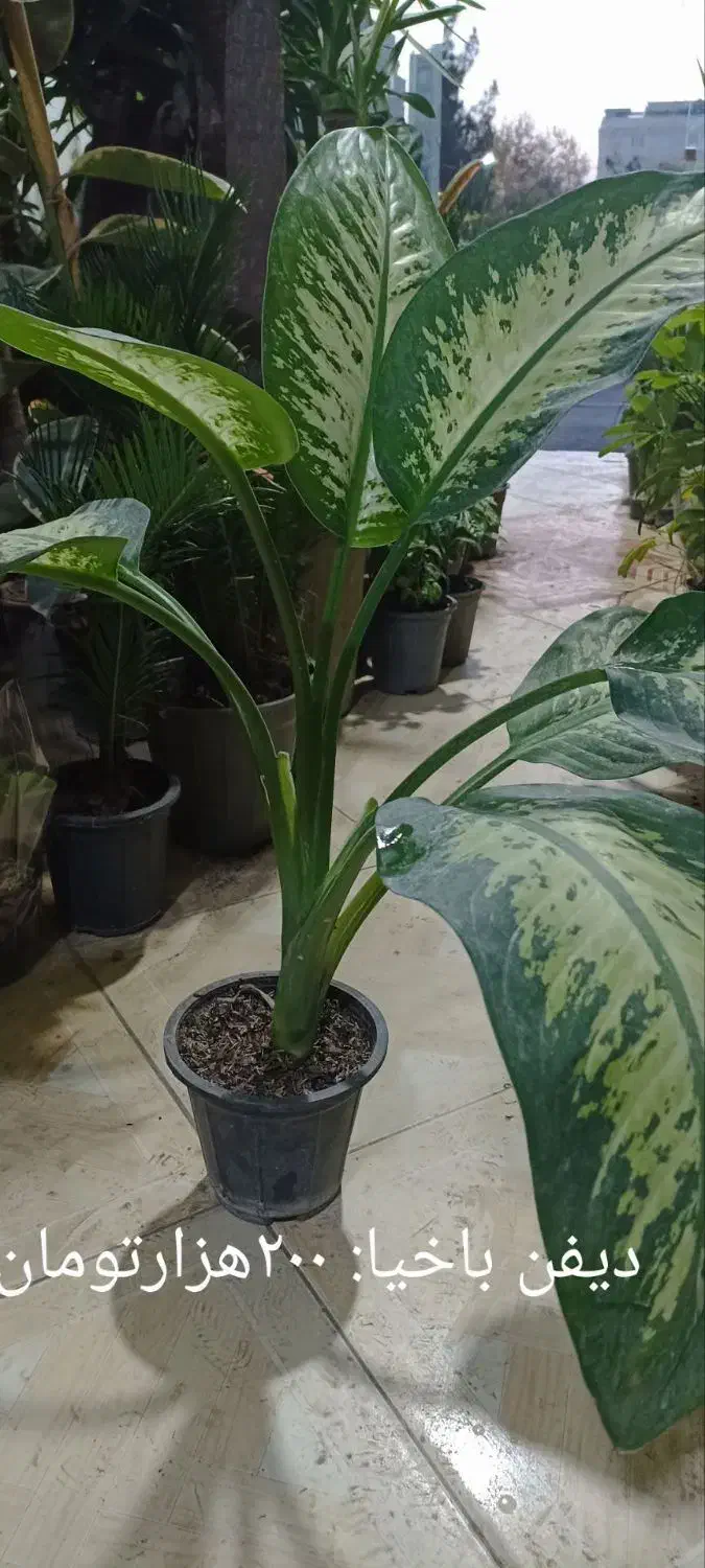 سانسوریا ابلق وبلند وپُر|گل و گیاه طبیعی|فردیس, شهرک ارم|دیوار