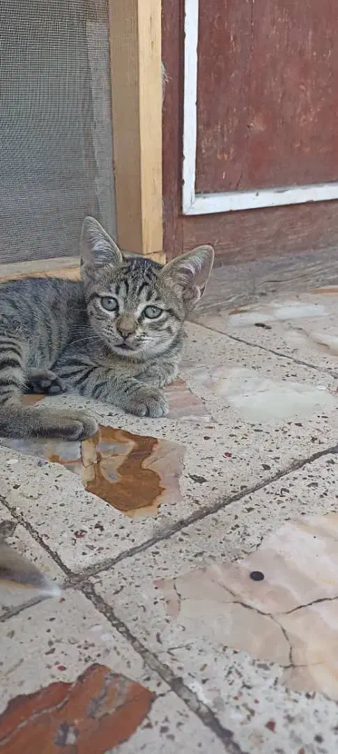 بچه گربه چهارماهه|گربه|مرزن‌آباد, |دیوار