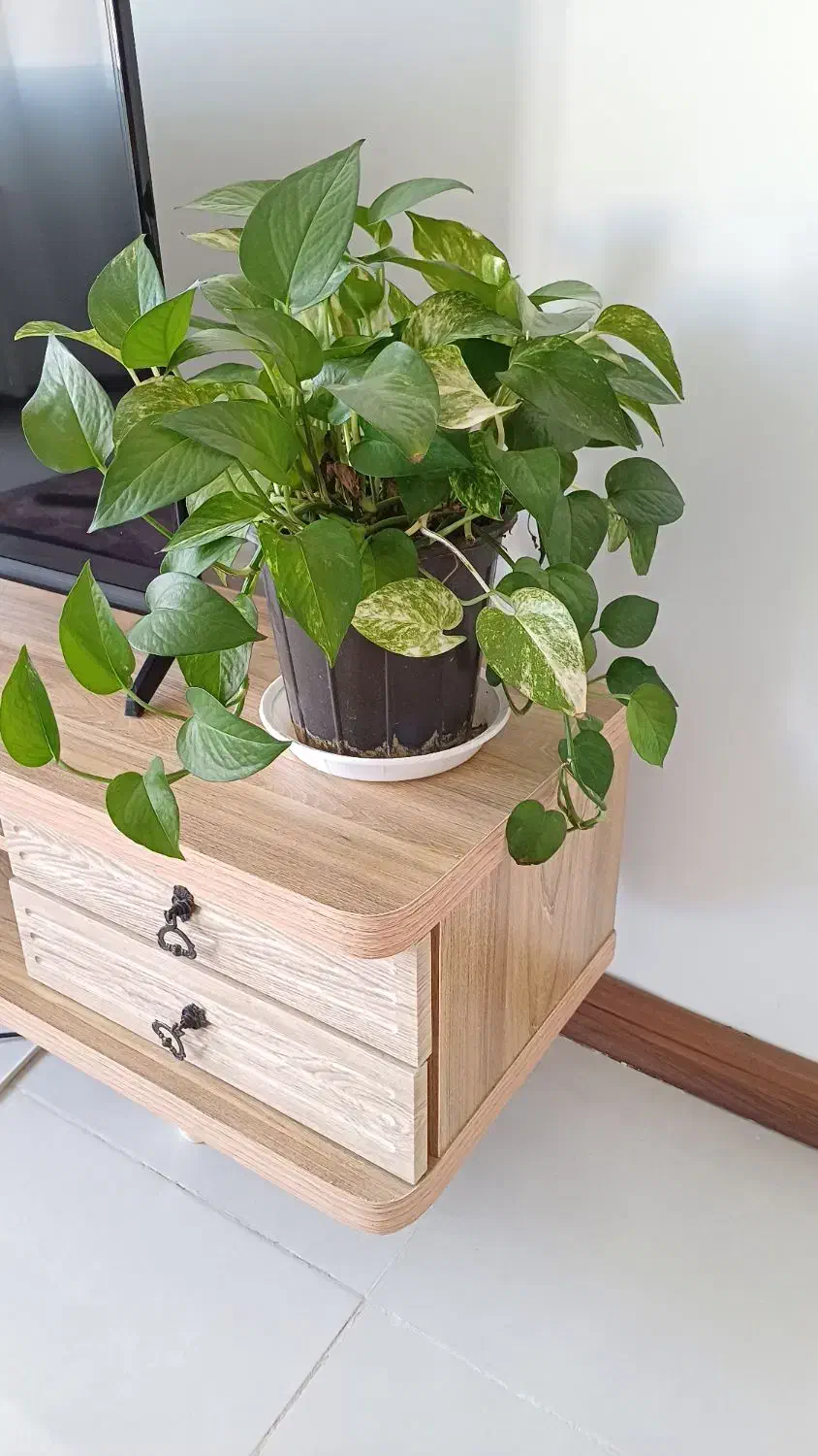 گل پتوس و سانسوریا و آگلونما|گل و گیاه طبیعی|شیراز, طلاب|دیوار