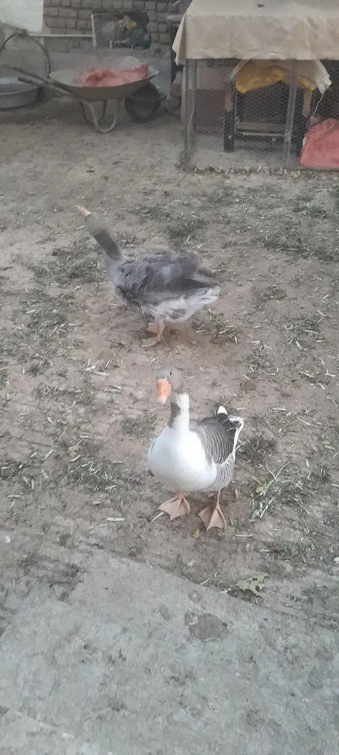 دو عدد غاز خانگی|حیوانات مزرعه|شاهدشهر, |دیوار