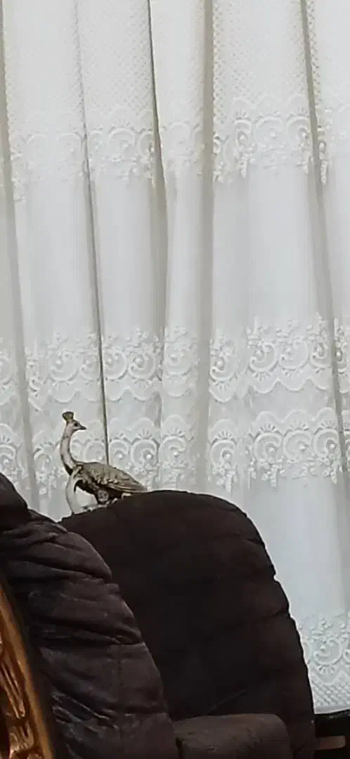 پرده حریر با آستر دوخته شده|پرده، رانر، رومیزی|اهواز, شهرک دانشگاه|دیوار
