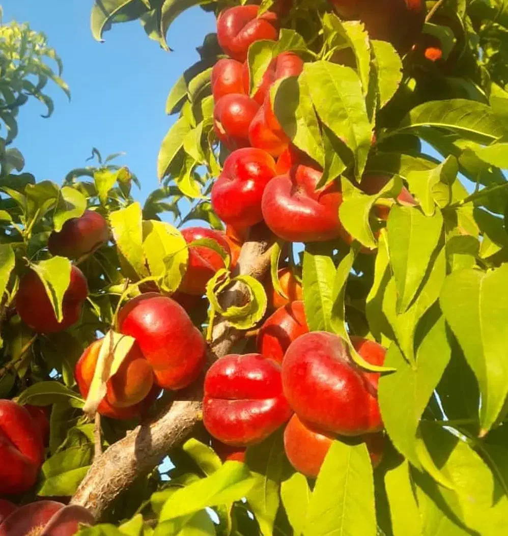 فروش نهال با ارقام های درجه 1|خدمات باغبانی و درختکاری|آذرشهر, |دیوار