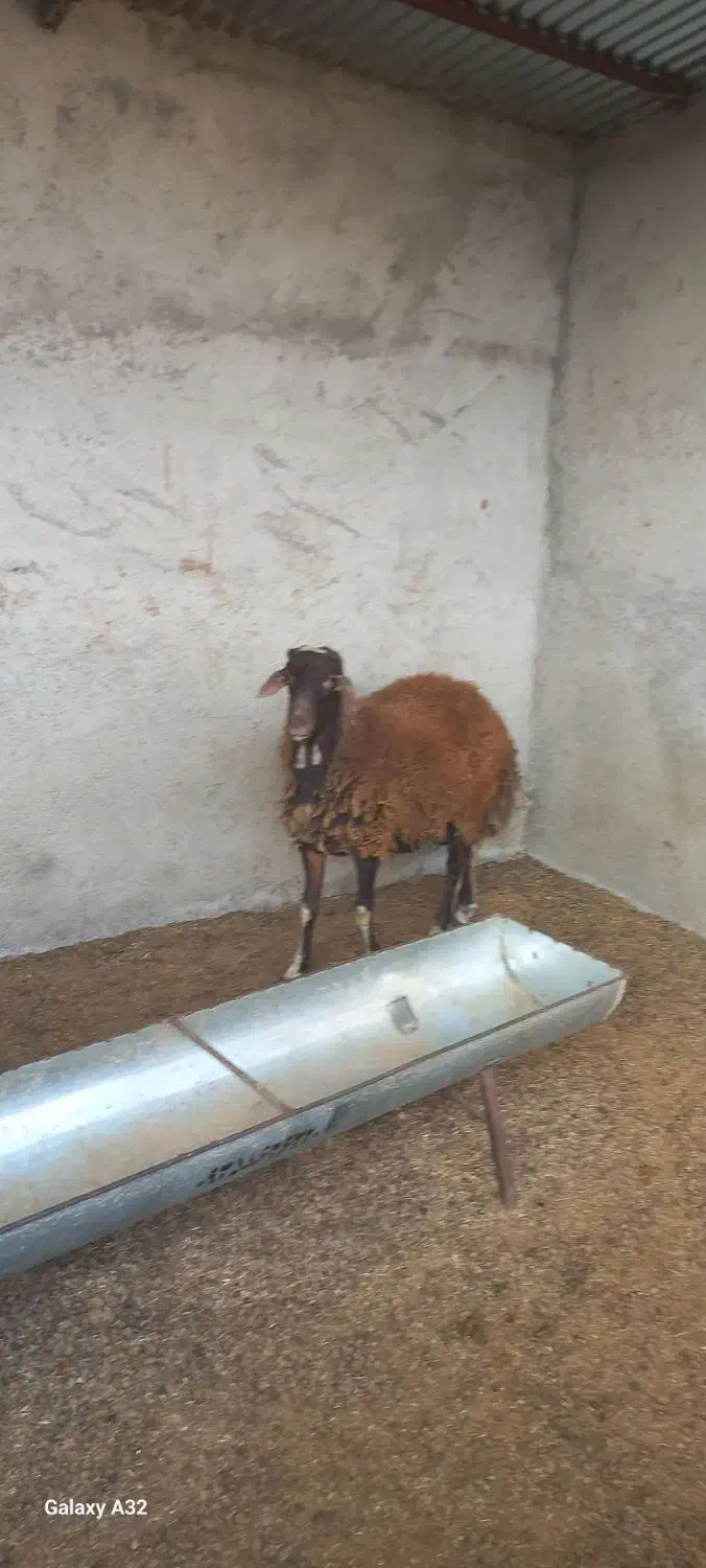 بره نر درشت|حیوانات مزرعه|فاضل آباد, |دیوار