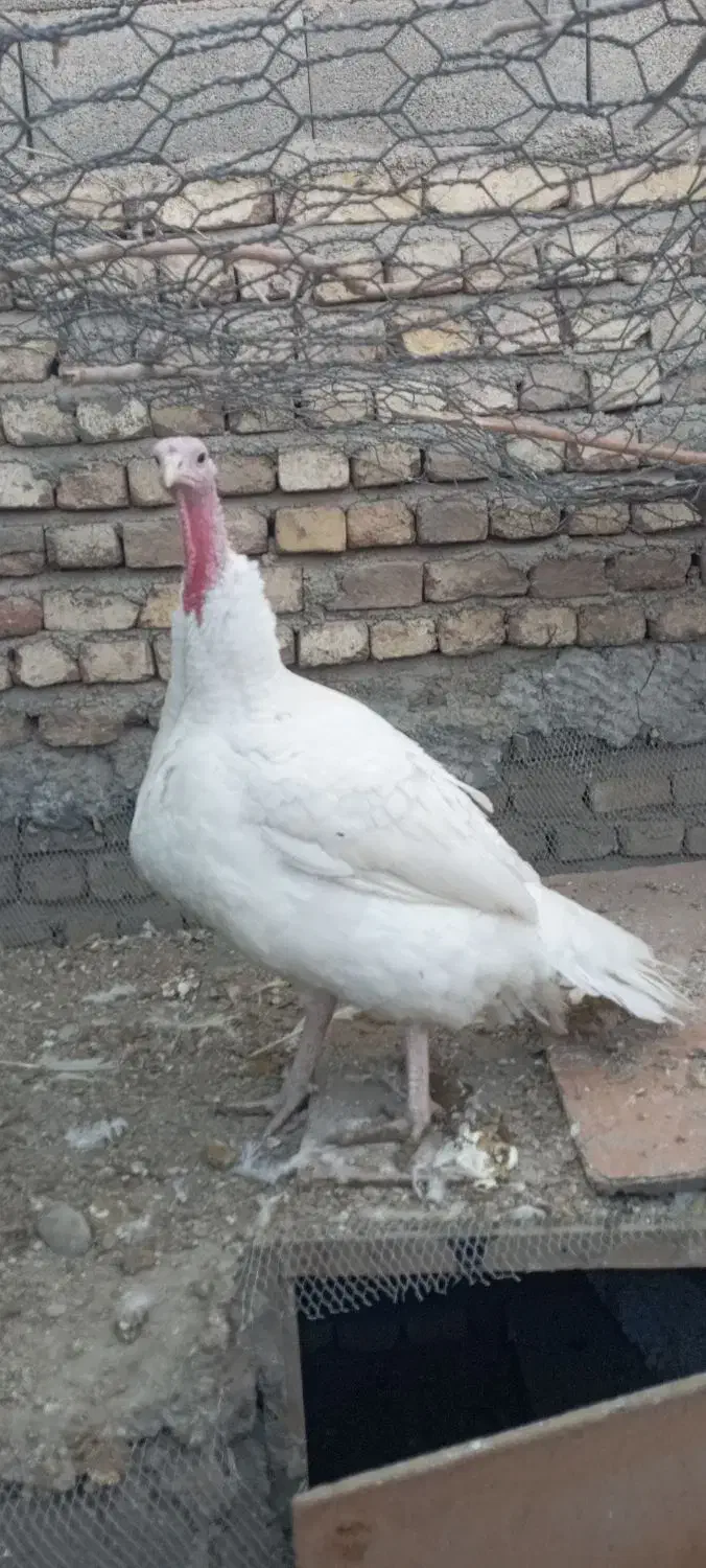 بوقلمون ماده نژاد دار|حیوانات مزرعه|تهران, شادآباد|دیوار