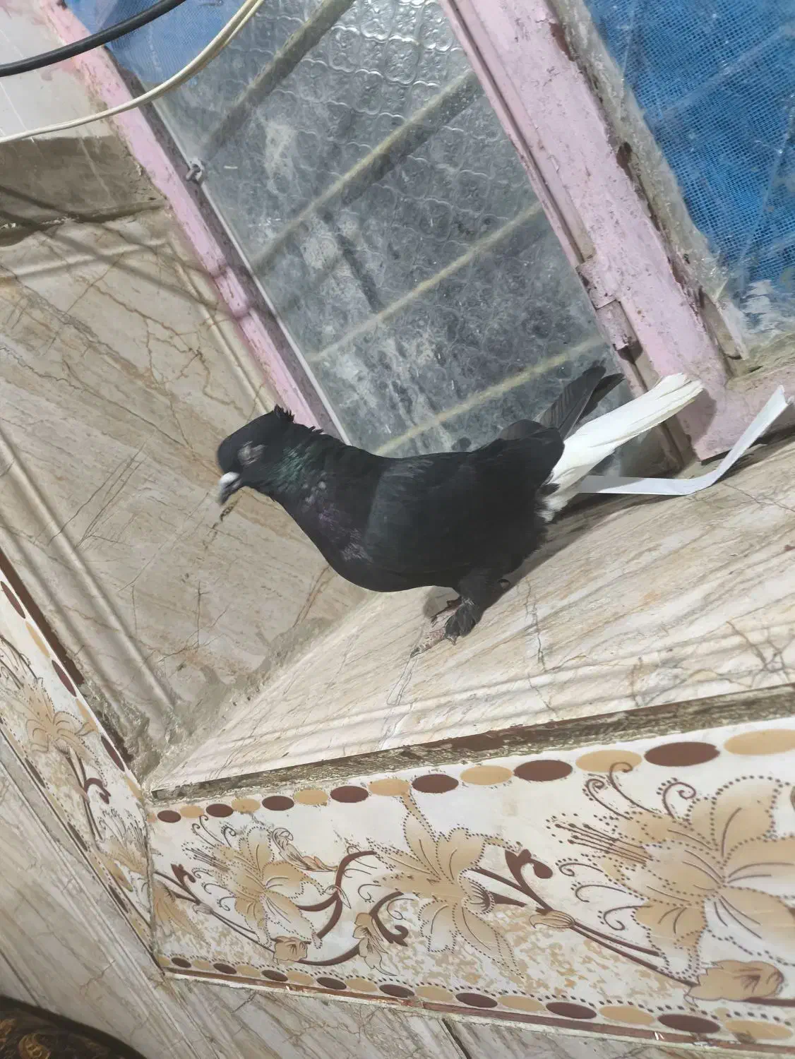 کفتر زاغ دم سفید|پرنده|ایرانشهر, |دیوار